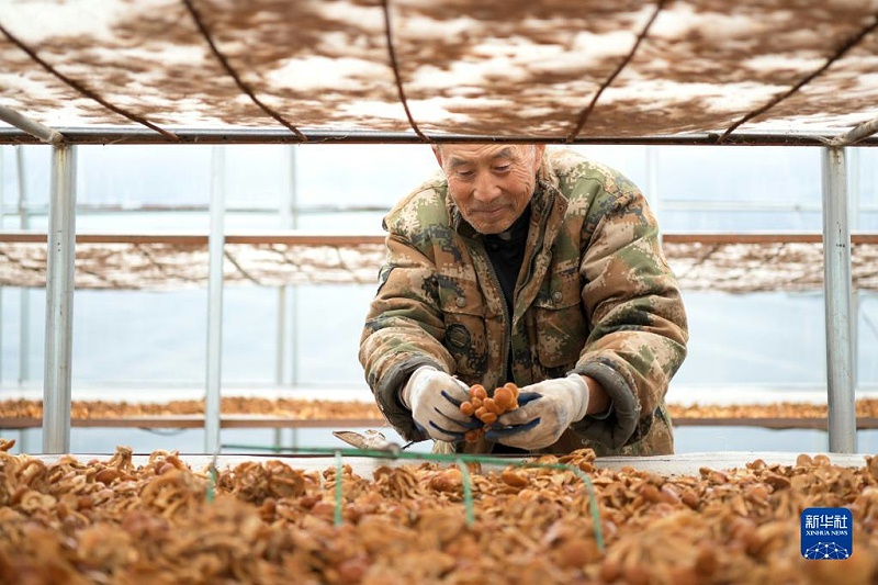 在黑龍江省綏化市明水縣興仁鎮(zhèn)石人村的食用菌種植基地，建檔立卡戶林德山在晾滑子蘑，他在這里打工年收入在1萬(wàn)元以上(2020年10月11日攝)。